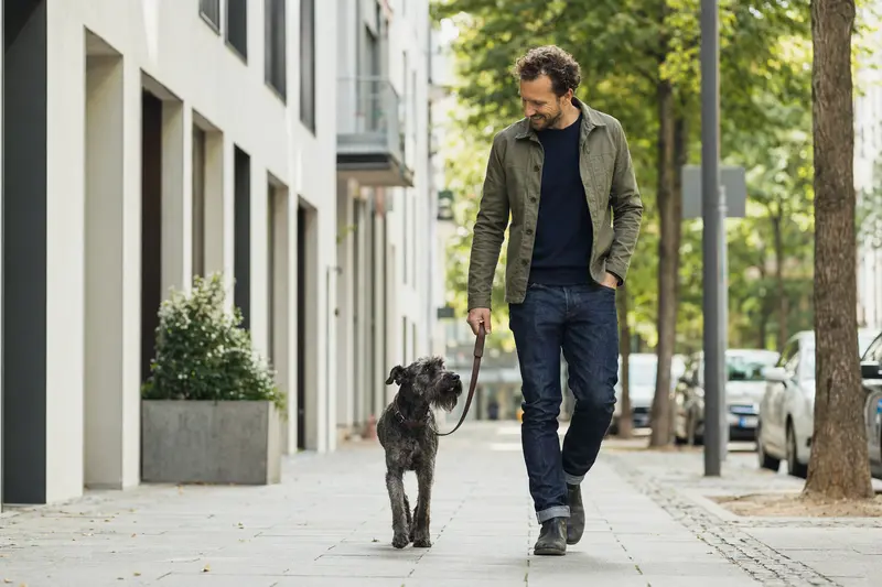 Blauer Irischer Terrier läuft an der Leine mit seinem Besitzer durch eine freundliche moderne Stadtstraße.