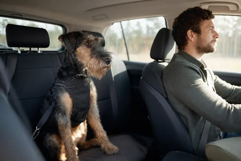 Ein sicher im Auto angeschnallter Blauer Irischer Terrier Hund auf der Rückbank, während sein Besitzer ruhig fährt und Sonnenlicht durch das Fenster strömt.
