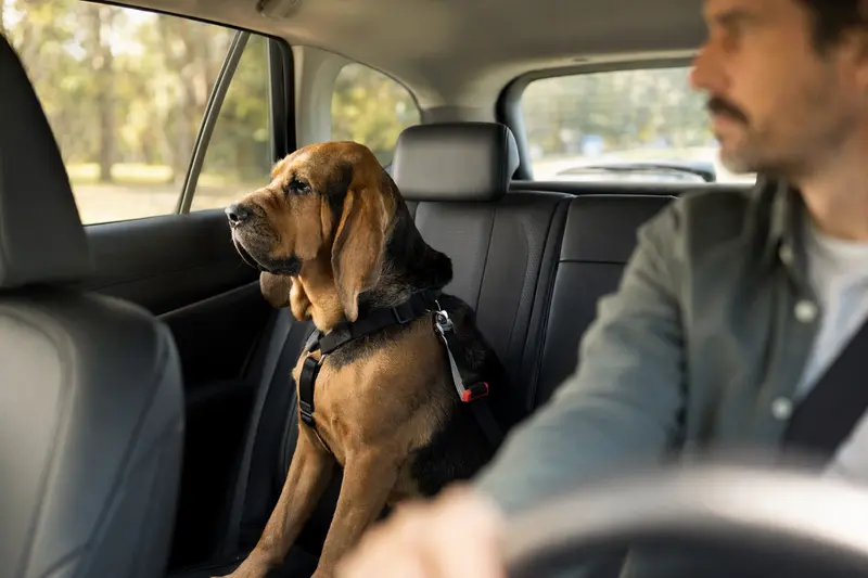 Ein Bloodhound sitzt sicher angeschnallt auf der Rückbank eines Autos, während sein Besitzer fährt und Sonnenlicht durch das Fenster fällt.