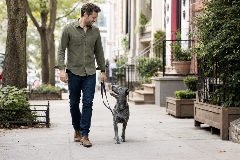 Ein Blue Lacy Hund läuft entspannt an der Leine mit seinem Besitzer durch eine helle, moderne Stadtstraße.