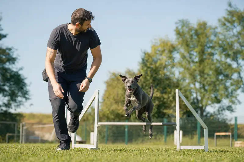 Ein Blue Lacy Hund trainiert mit seinem Besitzer an einer kleinen Hürde auf dem Hundeplatz bei sonnigem Wetter.