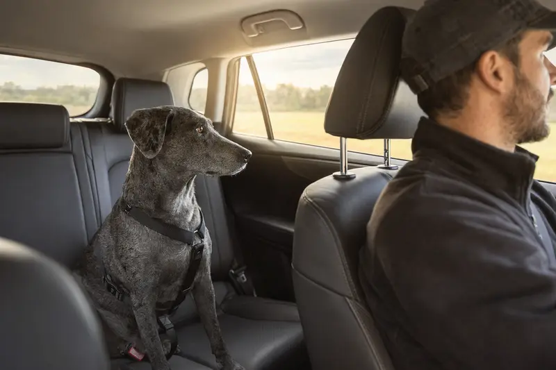 Ein sicher angeschnallter Blue Lacy Hund auf der Rückbank eines Autos, während der Besitzer fährt.