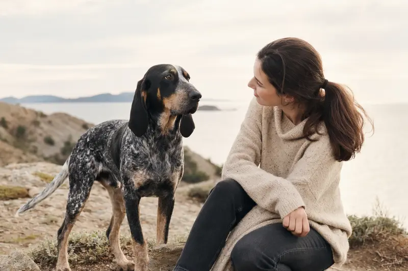 Ein aufmerksam stehender Bluetick Coonhound Hund vor hellem Hintergrund im professionellen Tierportrait.