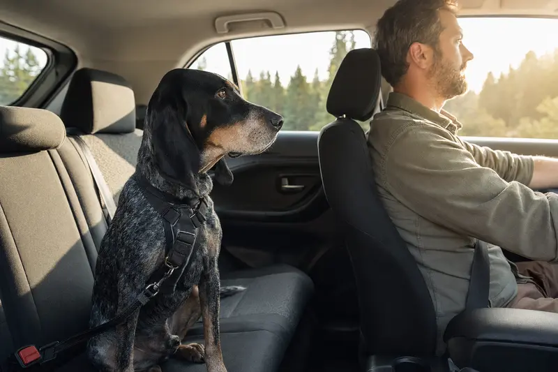 Ein Bluetick Coonhound sitzt sicher angeschnallt auf der Rückbank eines Autos, während der Besitzer ruhig fährt.