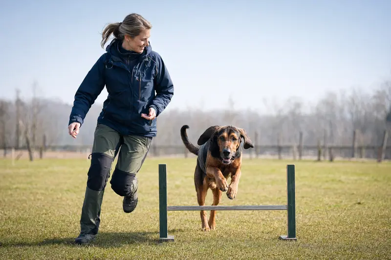 Ein aktiver Bluthund springt mit seinem Besitzer über eine kleine Trainingshürde auf dem Hundeplatz.