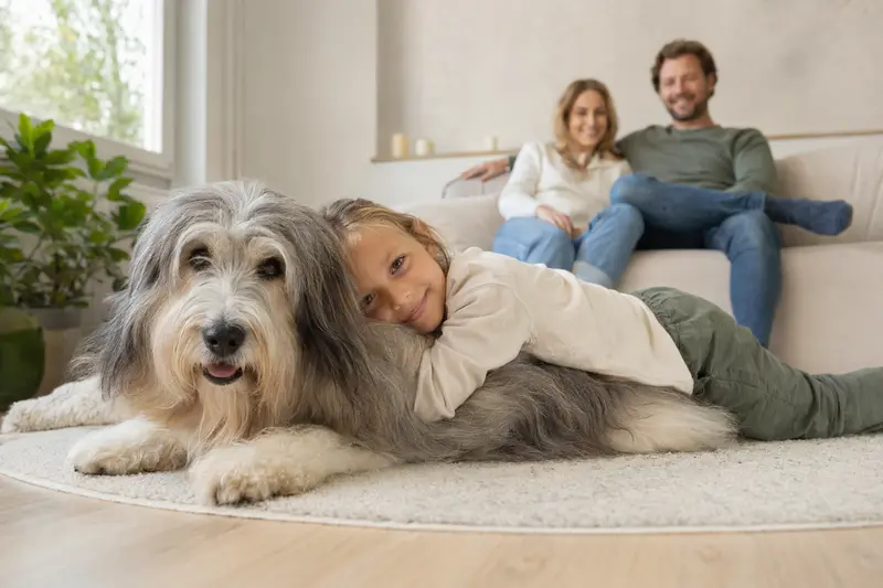 Ein freundlicher Bobtail Hund liegt entspannt neben einem Kind im Wohnzimmer und strahlt eine vertrauensvolle Atmosphäre aus.