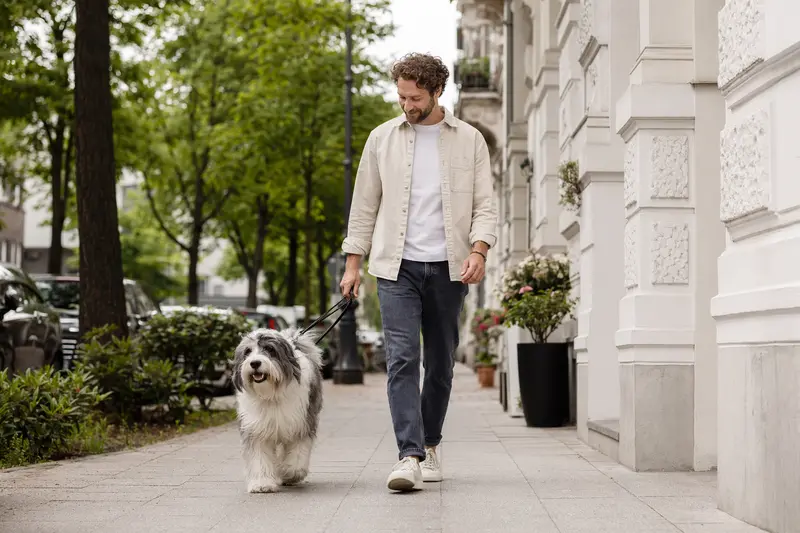 Ein Bobtail läuft entspannt an der Leine mit seinem Besitzer durch eine freundliche moderne Stadtstraße.