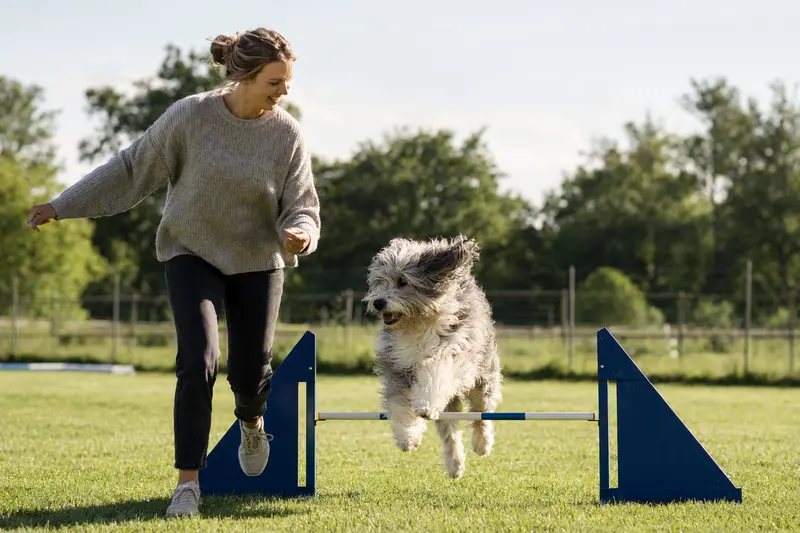 Ein aktiver Bobtail trainiert mit seinem Besitzer auf einem Hundeplatz über eine kleine Trainingshürde bei sonnigem Wetter.