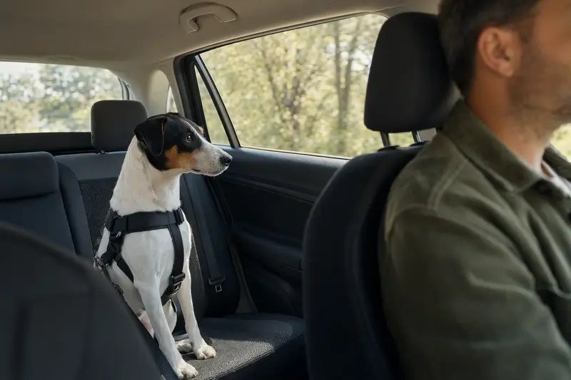 Ein Bodeguero Andaluz Hund, sicher angeschnallt auf der Rückbank eines Autos.