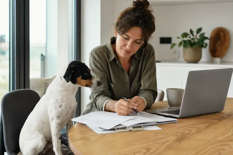 Ein Bodeguero Andaluz Hund sitzt friedlich neben seinem Besitzer am Küchentisch mit Versicherungsunterlagen und Laptop.