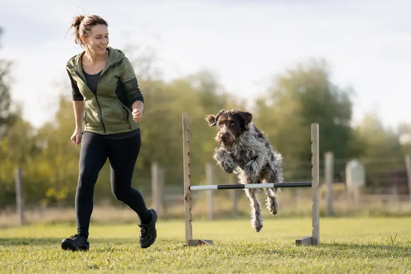 Ein Böhmischer Rauhbart springt mit seinem Besitzer über eine kleine Trainingshürde auf dem Hundeplatz.