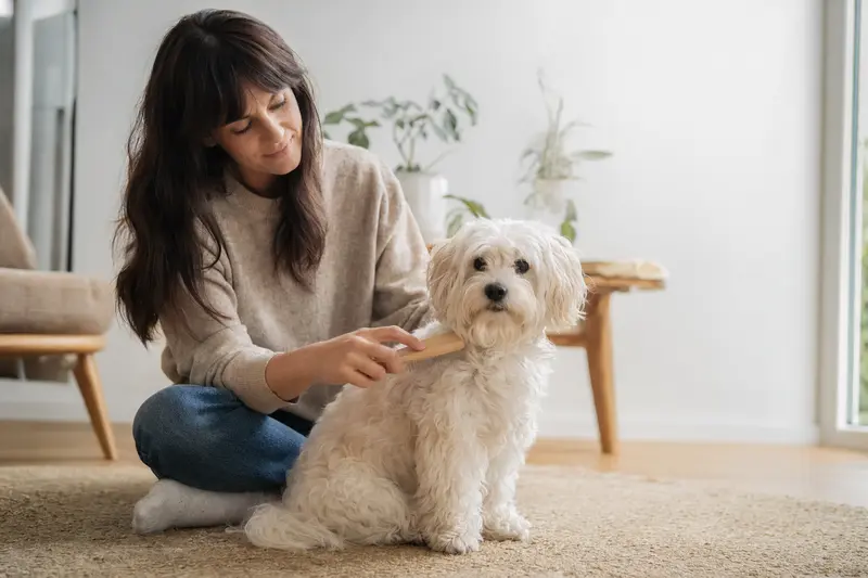 Ein Bologneser Hund wird in einer hellen Wohnung sanft gebürstet, während sich der Besitzer liebevoll um die Fellpflege kümmert.