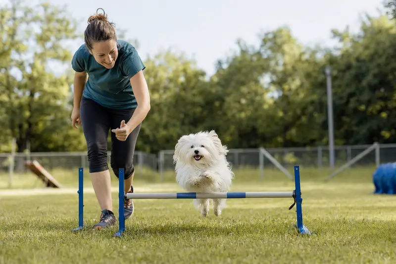 Ein Bologneser Hund springt mit seinem Besitzer über eine kleine Trainingshürde auf dem Hundeplatz.