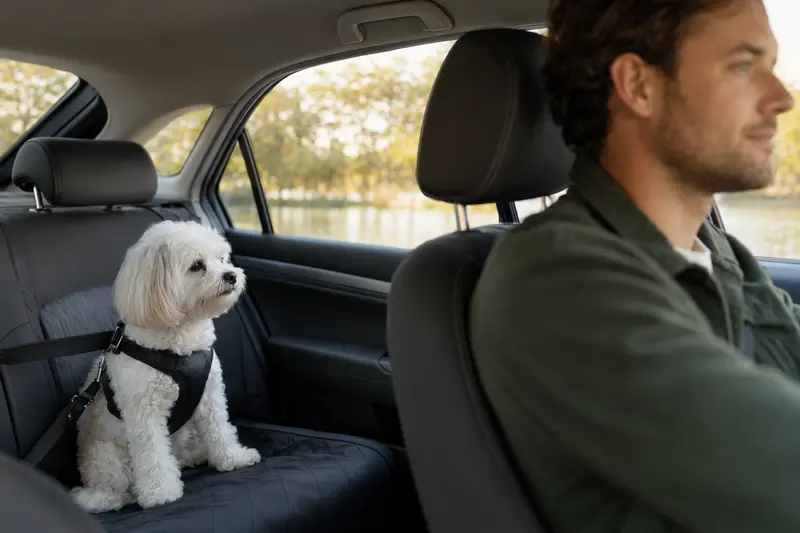 Ein Bologneser Hund sitzt sicher angeschnallt auf der Rückbank eines Autos während der Fahrer fährt.