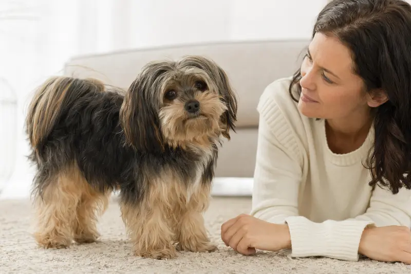 Ein aufmerksam stehender Bolonka Franzuska Hund im professionellen Portrait vor hellem Hintergrund.