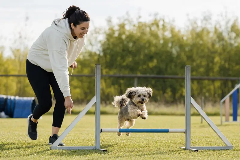 Ein aktiver Bolonka Zwetna springt mit seinem Besitzer über eine kleine Trainingshürde auf dem Hundeplatz.