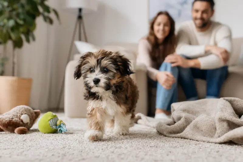 Ein junger Bolonka Zwetna Welpe erkundet neugierig sein neues Zuhause mit einer weichen Decke und Spielzeug, während eine liebevolle Familie im Hintergrund zu sehen ist.