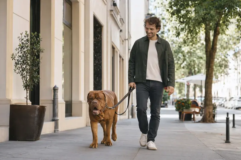 Eine Bordeauxdogge läuft an der Leine mit ihrem Besitzer durch eine freundliche Stadtstraße im Alltag.