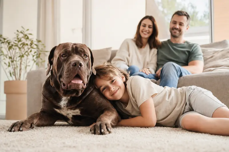 Bordeauxdogge liegt entspannt neben einem Kind im Wohnzimmer, während die Eltern im Hintergrund stehen und eine sichere Familienatmosphäre entsteht.