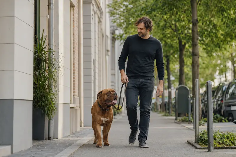 Eine Bordeauxdogge läuft an der Leine mit ihrem Besitzer durch eine freundliche Stadtstraße, passend zum Thema Hundegesundheit und Hundeversicherung.