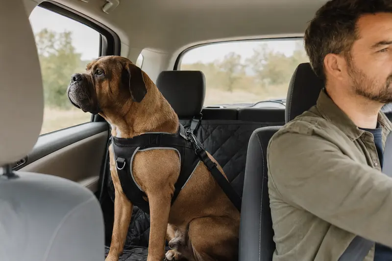Eine Bordeauxdogge sitzt sicher angeschnallt auf der Rückbank eines Autos, während der Besitzer ruhig fährt.