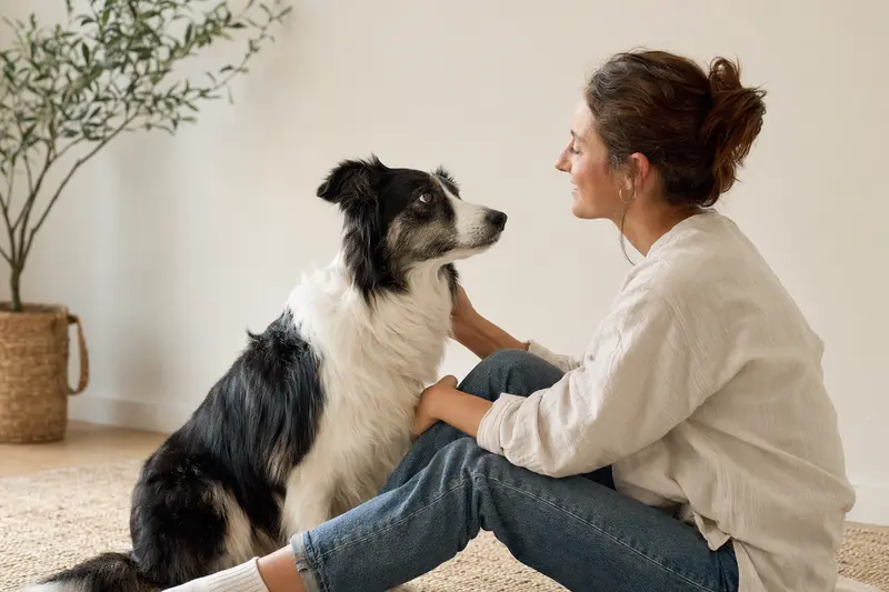 Aufmerksamer Border Collie in natürlicher Haltung vor hellem Hintergrund als professionelles Hundeportrait.