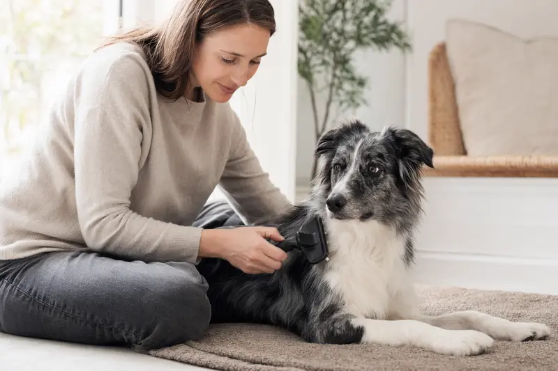 Ein Border Collie wird zuhause sanft gebürstet, während sein Besitzer die Fellpflege liebevoll übernimmt.