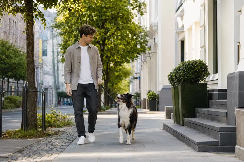 Ein Border Collie läuft an der Leine mit seinem Besitzer durch eine freundliche moderne Stadtstraße.