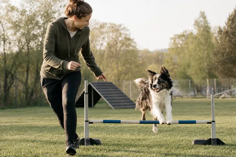Ein Border Collie springt mit seinem Besitzer über eine kleine Trainingshürde auf dem Hundeplatz.