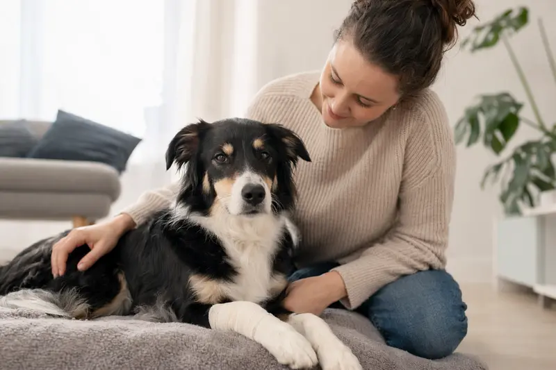 Ein Border Collie mit leichtem Verband an der Pfote liegt entspannt auf einer Decke, während sein erleichterter Besitzer neben ihm sitzt.