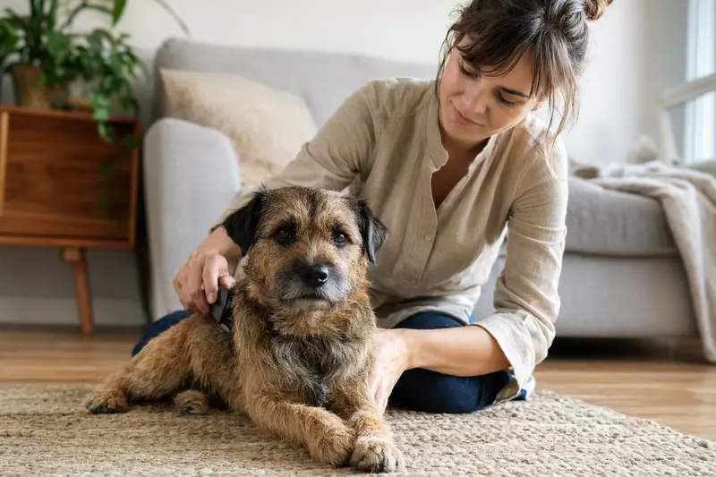 Ein Border Terrier wird in einer hellen Wohnung sanft gebürstet, während sich sein Besitzer liebevoll um die Fellpflege kümmert.