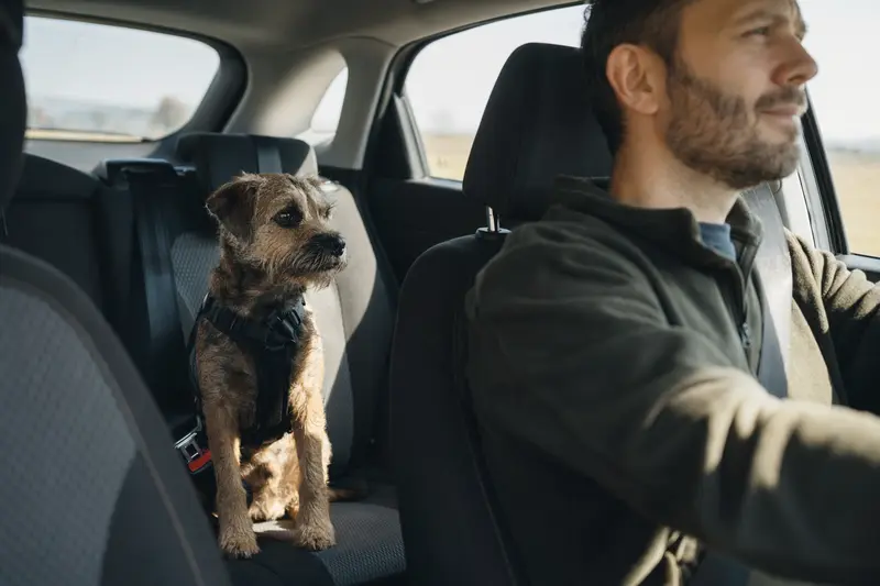 Ein Border Terrier sitzt sicher angeschnallt auf der Rückbank eines Autos, während der Besitzer ruhig fährt.