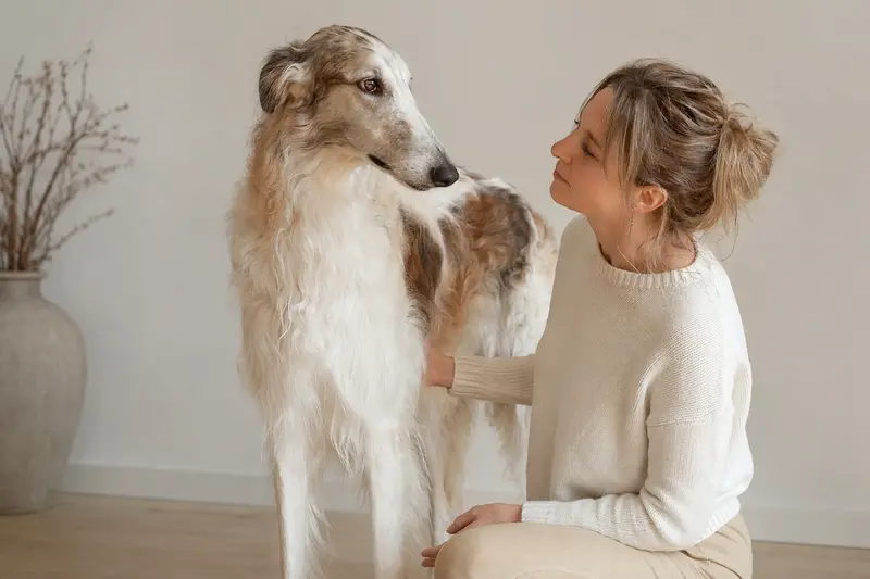 Ein aufmerksamer Borzoi Hund steht in natürlicher Haltung vor hellem neutralem Hintergrund.