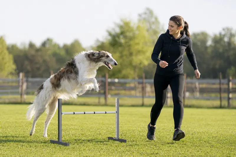 Borzoi Hund trainiert mit seinem Besitzer auf einem Hundeplatz über eine kleine Hürde und zeigt dabei Freude und Bewegung.