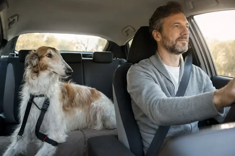 Ein Borzoi Hund sitzt sicher angeschnallt auf der Rückbank eines Autos und genießt das Sonnenlicht.