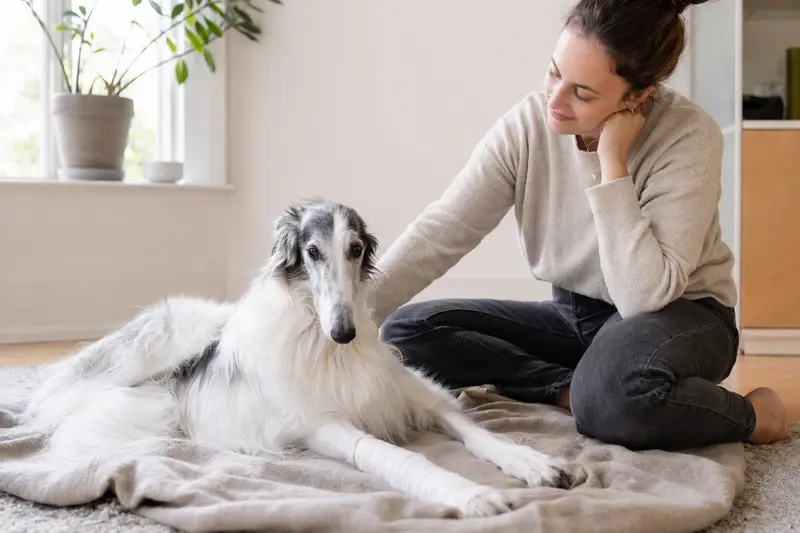 Ein Borzoi Hund mit leichtem Verband an der Pfote liegt entspannt auf einer Decke, während sein Besitzer ihm liebevoll zur Seite sitzt.