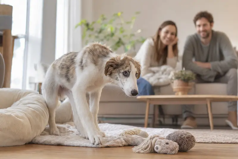 Ein junger Borzoi Welpe erkundet neugierig seine neue Wohnung mit einer weichen Decke und Spielzeug, während eine liebevolle Familie im Hintergrund zu sehen ist.
