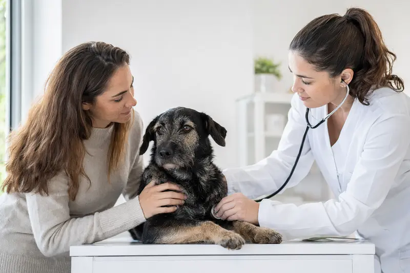 Ein ruhiger Bosnisch-herzegowinischer Schäferhund wird von einer freundlichen Tierärztin in einer modernen Tierarztpraxis mit einem Stethoskop untersucht, während der Besitzer beruhigend daneben steht.