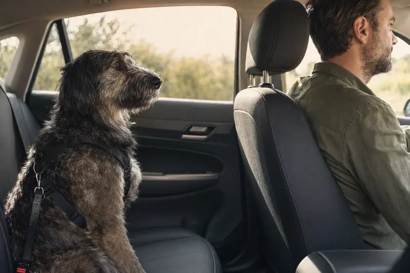 Ein sicher angeschnallter Bosnisch-herzegowinischer-kroatischer Schäferhund auf der Rückbank eines Autos unter Sonnenlicht.