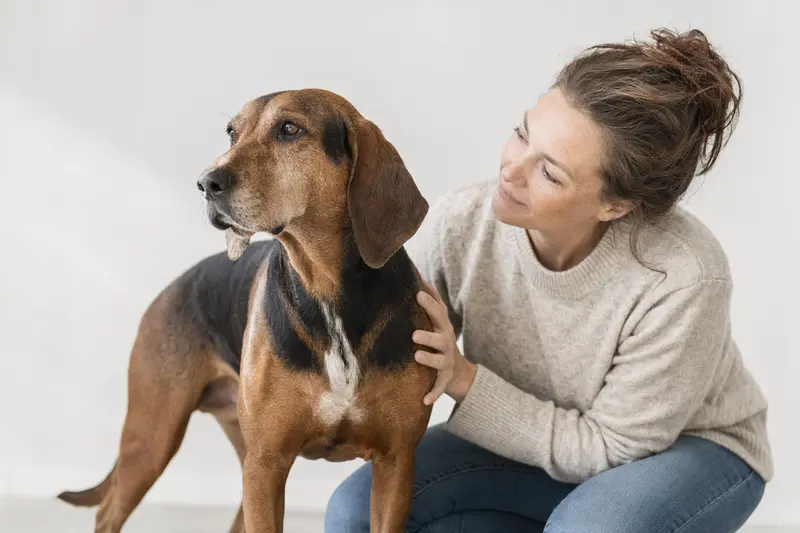 Bosnische Bracke Hund in aufmerksamer Haltung vor hellem Hintergrund, als realistisches Tierportrait mit weichem Licht.