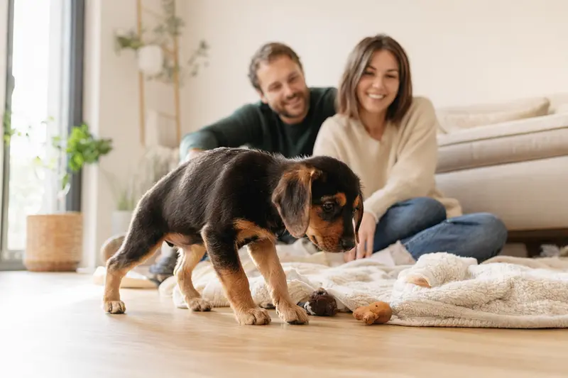 Ein junger Bosnische Bracke Welpe erkundet neugierig sein neues Zuhause mit Spielzeug und einer liebevollen Familie im Hintergrund.