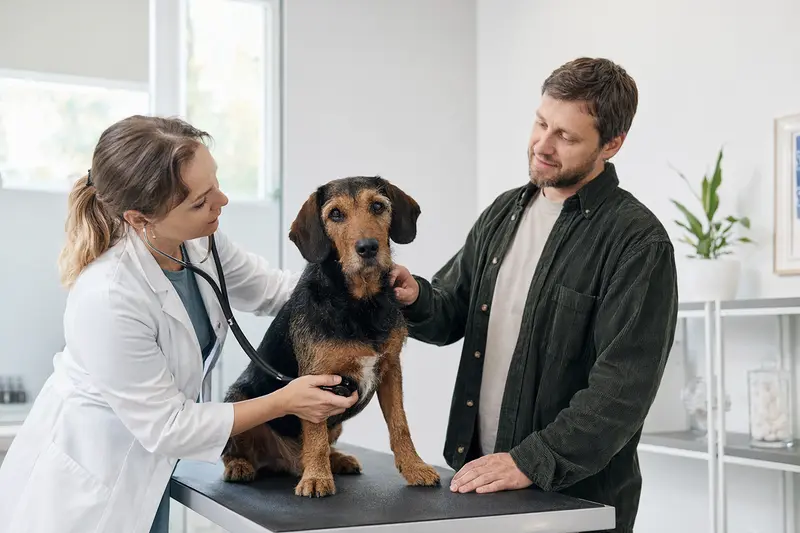 Ein ruhiger Bosnische Rauhhaarbracke Hund wird von einer freundlichen Tierärztin auf einem Untersuchungstisch untersucht.