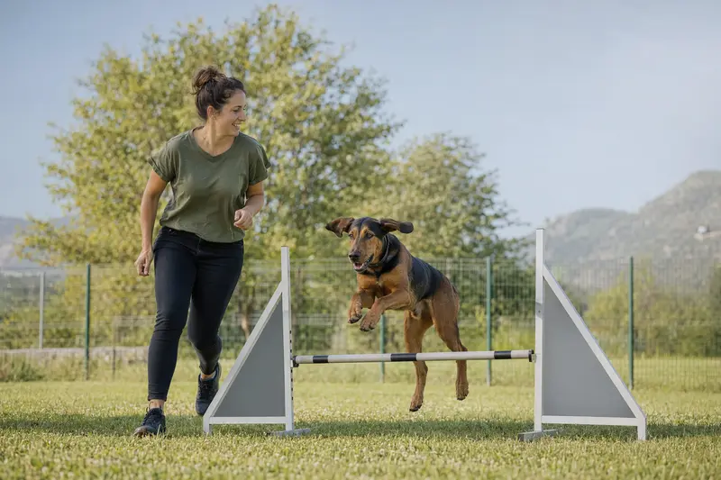 Ein Bosnischer Laufhund springt motiviert über eine kleine Trainingshürde auf dem Hundeplatz beim Training mit seinem Besitzer.