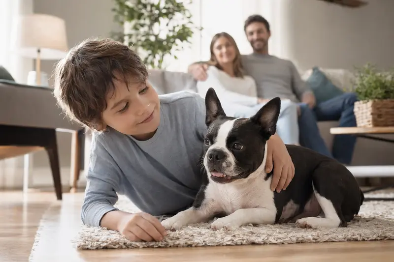 Ein entspannter Boston Terrier Hund liegt neben einem Kind im Wohnzimmer und vermittelt eine warme Familienatmosphäre.