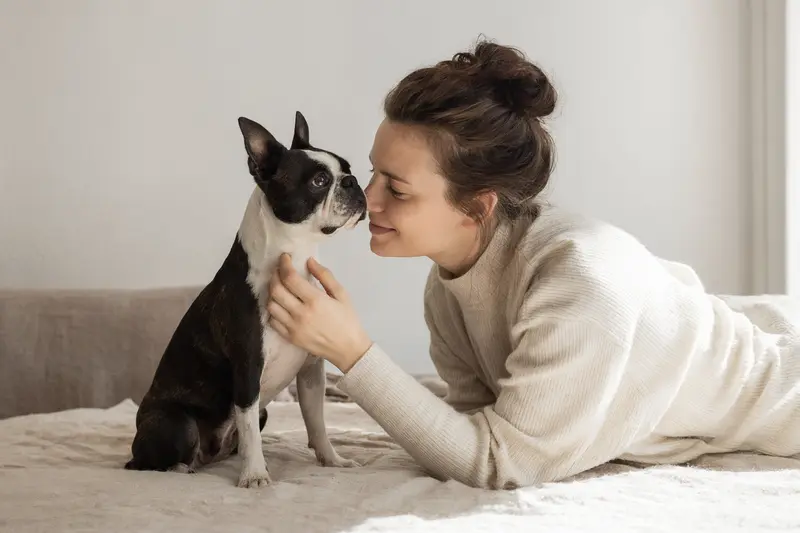 Boston Terrier Hund in aufmerksamer Haltung vor hellem neutralem Hintergrund im professionellen Porträt.