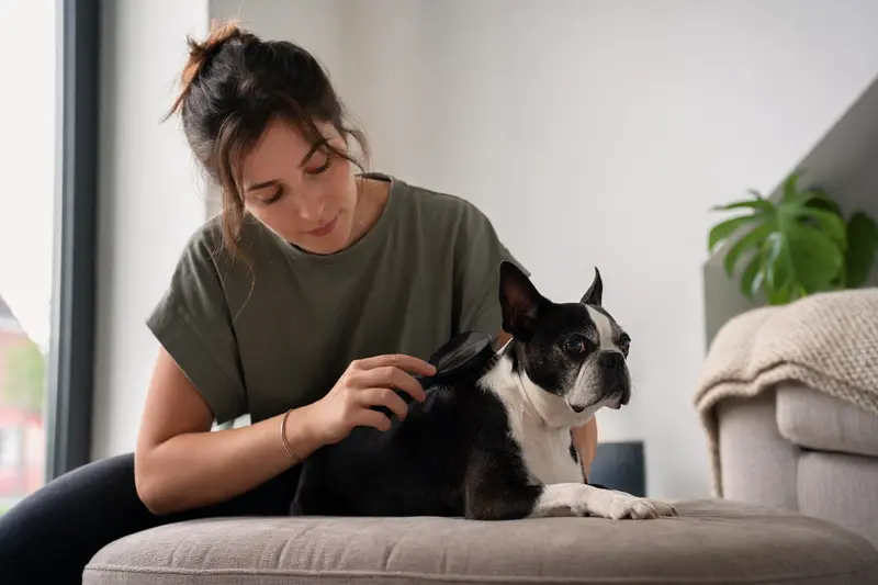 Ein Boston Terrier wird in einer hellen Wohnung sanft gebürstet, während sein Besitzer liebevoll die Fellpflege übernimmt.