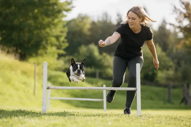 Ein Boston Terrier trainiert mit seinem Besitzer auf einem Hundeplatz über eine kleine Hürde.