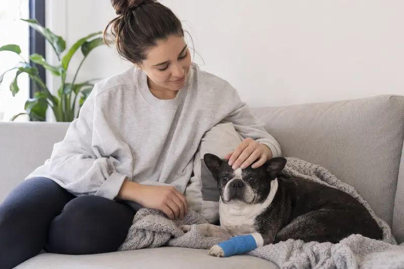 Ein beruhigter Boston Terrier mit einem Verband an der Pfote liegt auf einer Decke, während sein erleichterter Besitzer daneben sitzt.