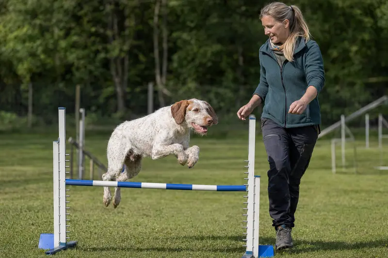 Bourbonnais-Vorstehhund trainiert mit seinem Besitzer auf einem Hundeplatz über eine kleine Hürde bei sonnigem Wetter.