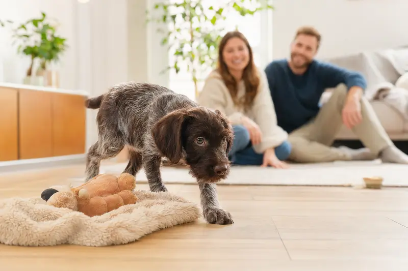 Ein neugieriger Bourbonnais-Vorstehhund Welpe entdeckt seine neue Umgebung mit einer liebevollen Familie im Hintergrund.